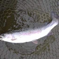 大安トラウトレイク 釣果